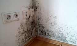 Evdeki Küfün Gizli Sebebi Meğer Buymuş