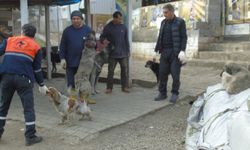 Gaziantep’te 1000 sahipsiz sokak hayvanı sahiplendirildi
