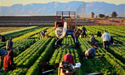 Tarım İşçilerinin Günlük Ücreti 2023'te Arttı! İşte Ayrıntılar…