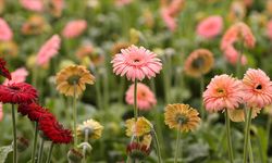 Gerbera Çiçeği Türkiye'de Üretim Rekoru Kırdı!