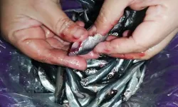 Hamsi kılçığı nasıl temizlenir, Karadenizliler tek hamle bu yöntemle kılçığı temizliyor