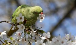 Nevruz 2024 ne demek, ne zaman, hangi gün, Nevruz günü resmi tatil mi