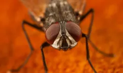 Evden karasinek sivrisinek kovma yöntemleri