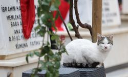 Gaziantep’te Şehitlikten Ayrılmayan Kedi Görenleri Şaşırttı!