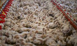 Tavuk Eti Üretimi Ocakta Yıllık Bazda Yüzde 6 Arttı