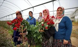 Osmaniye'de Gül Seraları Kadınların İş Yeri Haline Geldi