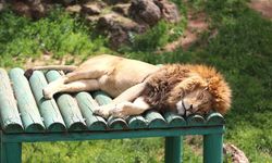 Gaziantep'teki Hayvanat Bahçesi’ne Tatilde Yoğun İlgi
