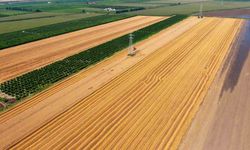 Buğdayda Hasat Başladı: Fiyatlar Ne Kadar Olacak?