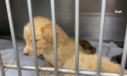 Böyle vicdansızlık görülmedi: Hamile köpeği silahla vurdular, acı içinde yavrularını doğurdu