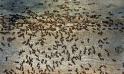 Mevsimi Geldi, karıncalar çıktı! Evde karınca istilasına 5 yöntem