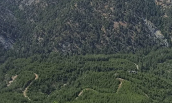 Hatay'da Ormanlık Alanlara Girişler 1 Mayıs'tan İtibaren Yasaklandı