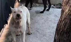 Bir köpek saldırısı daha! Adana'da pitbull cinsi köpek bir kız çocuğuna saldırdı