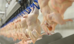 Ticaret Bakanlığı Tavuk Eti İhracatına Sınırlama Getirdi! İşte Ayrıntılar…