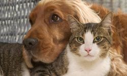Evcil hayvanlarla evi doldurmak hastalık mı?
