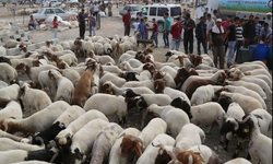 Üreticiye en büyük darbe veteriner masraflarından