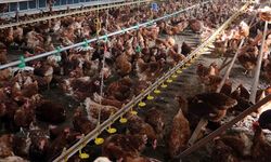 Martta Tavuk Eti Üretimi Arttı! Fiyatlar Düşecek Mi?