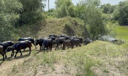 Tokat’ta Afrika'yı aratmayan görüntüler…