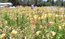 "Oenothera biennis" Sözleşmeli Tarımla Yetiştirilecek