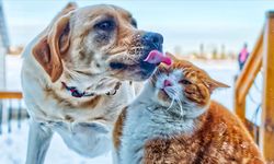 Evde kedi ve köpek bakımı nasıl yapılır?