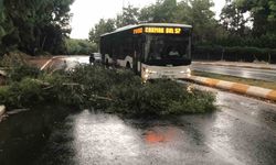 Şanlıurfa’da fırtınada ağaçlar devrildi!