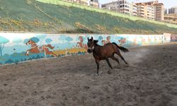 Gaziantep'te atlara özel pansiyon