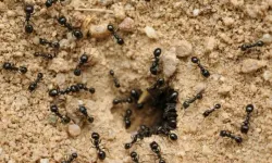 Bu yöntemlerle karıncalar yuvalarına dönüyor!