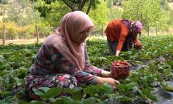 Çilek Yetiştiriciliği Gaziantepli Depremzede Kadınların Kazanç Kapısı Oldu