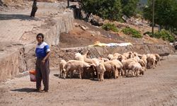 Depremde Koyunları Telef Olan Kadın Besici, Destekle Yeniden Sürü Sahibi Oldu