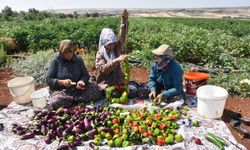 TasteAtlas'tan Gaziantep'in Kurutmalıklarına Övgü!