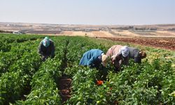 Gaziantepli kadınlar hasat için kolları sıvadı