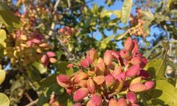 Gaziantep’te Zeytin ve Fıstık Hasadı Ne Zaman Başlayacak?