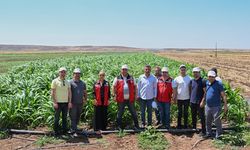 Gaziantep'te besiciler bu bitkiyi konuşuyor