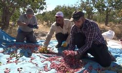 Antep fıstığına rakip çıktı