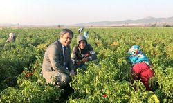 Gaziantep’te biber alımı başladı!