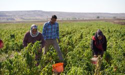 Gaziantep'te kadın çiftçiler ekonomiyi güçlendiriyor!