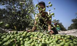 Zeytin üreticileri endişeli