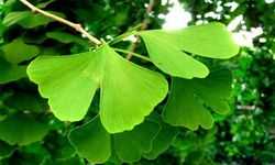 "Hafıza güçlendirici mucize: ginkgo biloba’nın faydaları"