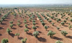 Kilis’te zeytin hasadı başladı