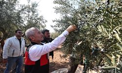 Tahmazoğlu  çiftçilerin zeytin hasadına katıldı