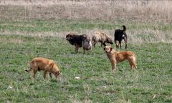 Köpekler 600 tavuğu telef etti!