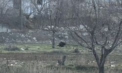 Gaziantep te Ayı Görüntülendi