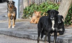 4,5 Yaşındaki Çocuk Kuduz Köpek Saldırısına Uğradı