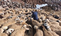 Erkek Kuzular İhaleyle Satılacak