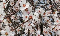 Gaziantep’e Bahar Erken Geldi