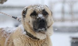 Dünyanın En Güçlü Çeneye Sahip Köpekleri Açıklandı! Kangal Kaçıncı Sırada?