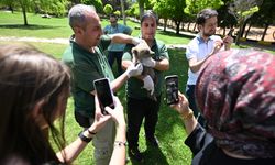 Doğal Yaşam Parkı'nın Yeni Sakinine Yoğun İlgi