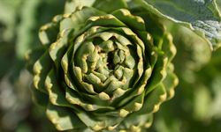 Enginar Karaciğeri Temizler Mi?