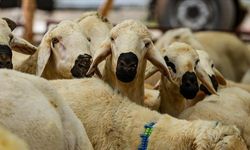 2025 Kurban Hizmetlerinde Hangi Yenilikler Var?