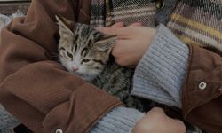 Kedi–İnsan Bağı Sandığımızdan Güçlü