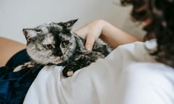 Evcil Hayvanlarda Çip Zorunluluğu